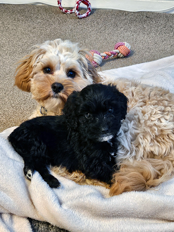 Teddy & Poppy